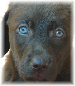 Nyla Lab pup 2