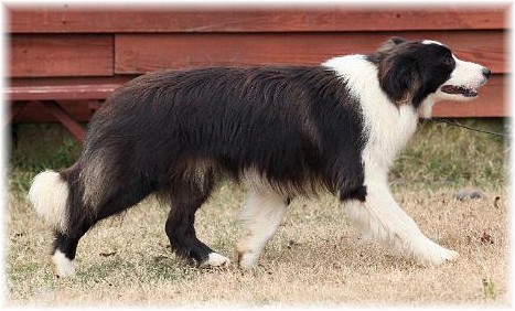 Beautiful Border Collie