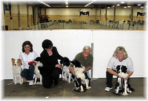 The Hot Shot Gang - wilsong Border Collies file 15