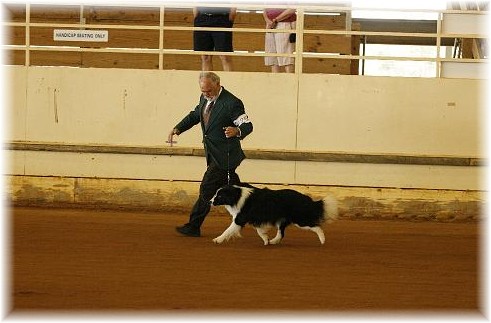 wilsong Border Collies - Braeyden moving in show ring.