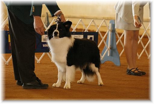 Wilsong Border Collies - Braeyden showing