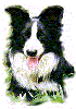 Wilsong Border Collies -  Julee