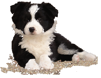 WILSONG KENNELS