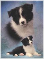 beautiful border collie - Hot Shot Sweet Isabella at Wilsong 