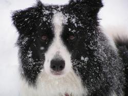 Abby -Wilsong Border Collies file 18 