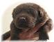 Buckeroo Kennels pup