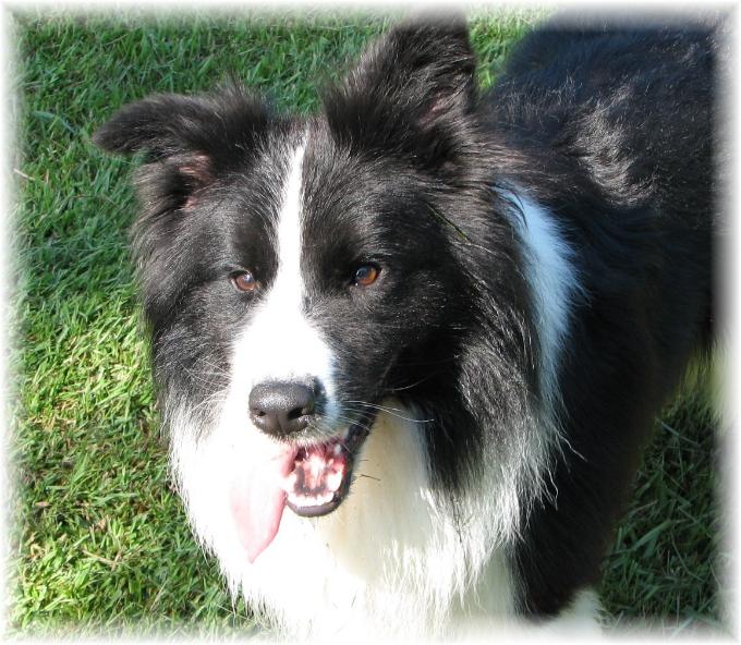 Braeyden of Wilsong Kennels