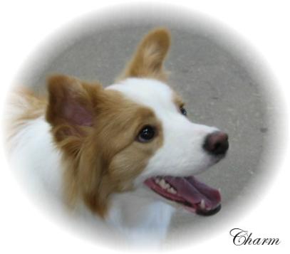 Charm - Wilsong Border Collies file 07