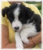Cherokee - wilsong Border Collies file 11