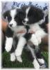 Glory & Rowdy - Wilsong Border Collies file 14