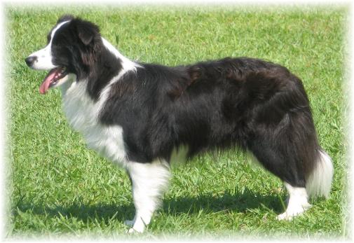 Wilsong's Glorybound 1 yr