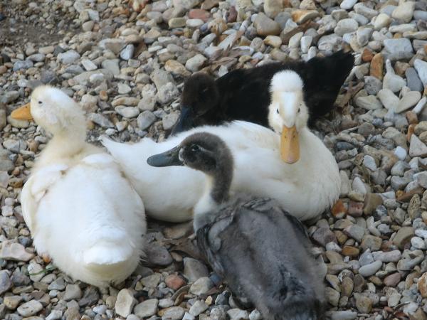 wilsong border collies - ducks