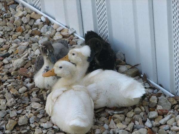 wilsong border collies - ducks