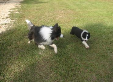 Shanghai running with Tinker