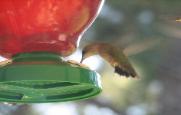 Humming Bird closeup  Click to see more