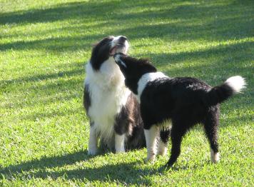 Rowdy & Shanghai