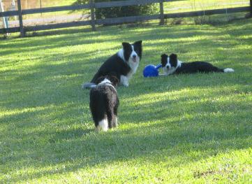 Rowdy stalking Shanghai & Julee