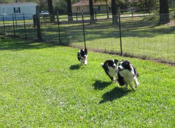 Julee Glory and Rowdy in rear