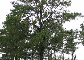 Pines at Wilsong