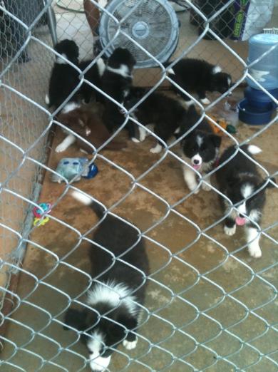 Wilsong Border Collies 
