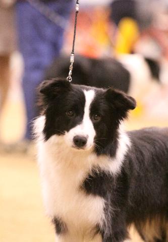 beautiful border collies at wilsong kennels