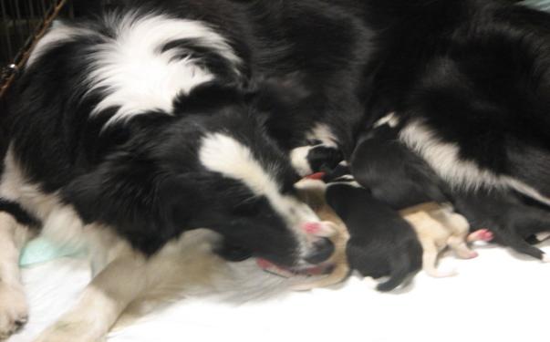 border collie puppies for sale