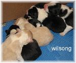 border collie puppies for sale 