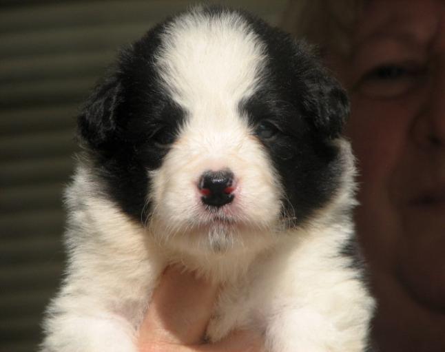 breeder with border collie puppies for sale