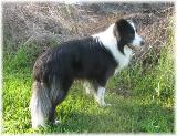 border collie puppies for sale
