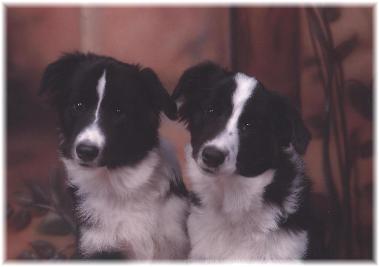 wilsong kennels