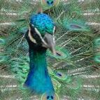 Thank You  Amy's Peacock Paradise for this gif