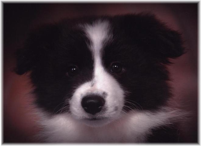 Wilsong' TinkerBell