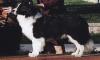 wilsong border collies - Braeyden 