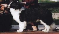 Wilsong's Braeyden 10 mos old