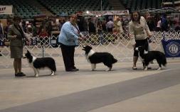 Wilsong Border Collies Buddy in Alexandria, La 