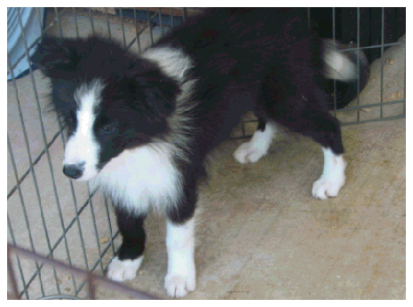 wilsong border collie Ally 