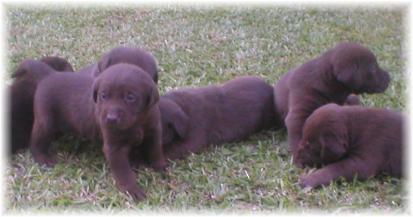 lab pups 4 wks