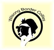 wilsong border collies logo