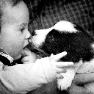 border collie puppies for sale
