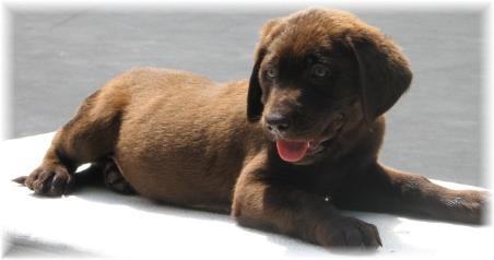 Moose 8 wks