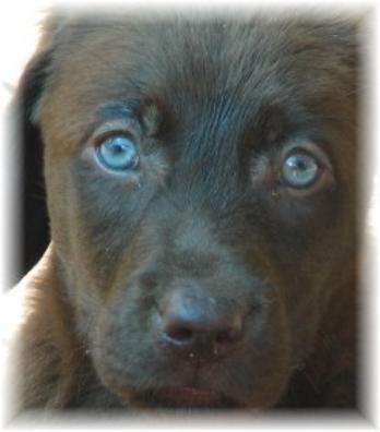 Nyla Lab pup 2
