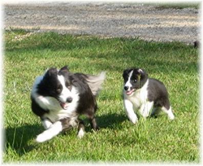 Shanghai & Braeyden running 