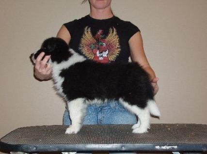 Braeyden standing 10 wks