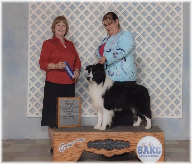 Buddy winning Best of Winners in Arkansas  