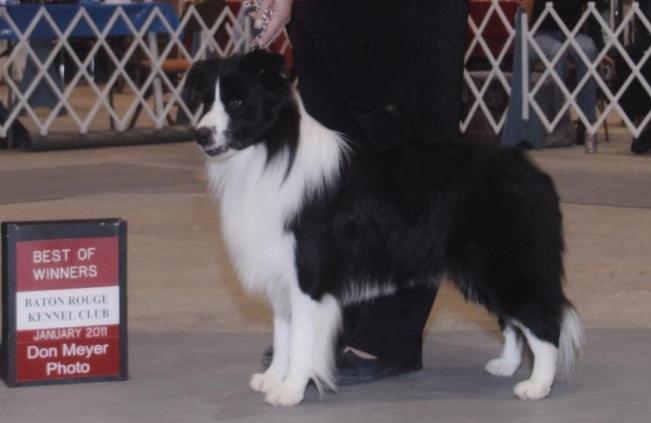 Buddy winning Best of Winners  Baton Rouge Kennel Club