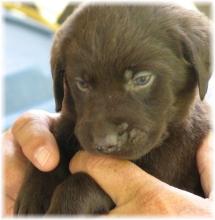 Moose 5 wks