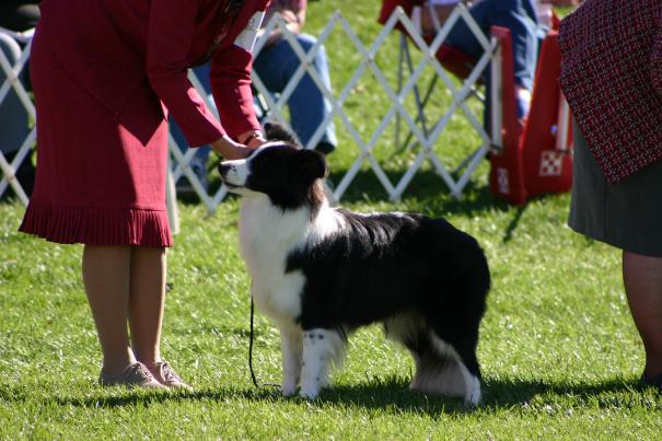Julee in ring BCSA 2007