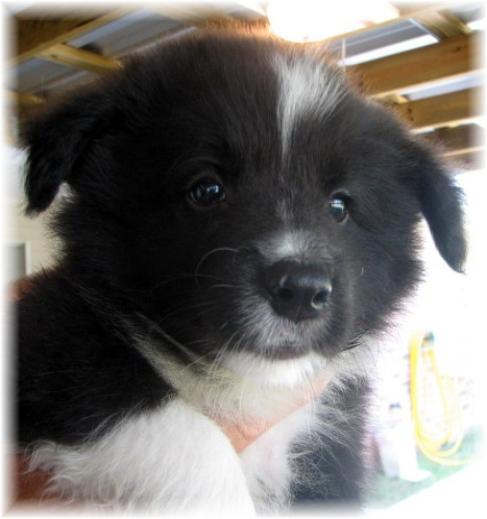 wilsong border collies