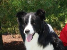 Dash - Wilsong Border Collies file 17