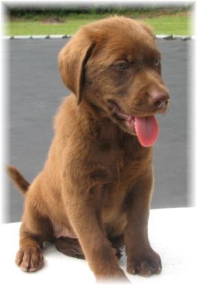 Nyla Lab pup 1